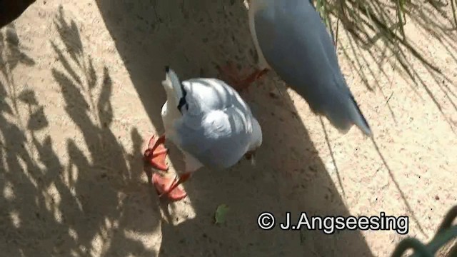 Silver Gull (Silver) - ML200857231