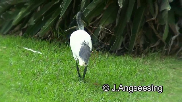 Australian Ibis - ML200857241