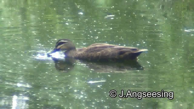 Canard à sourcils - ML200857271