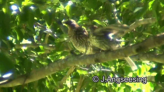 Australasian Figbird - ML200857281