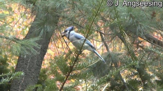 Blue Jay - ML200857351