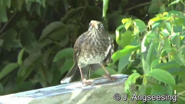 tykknebbspottefugl - ML200857371