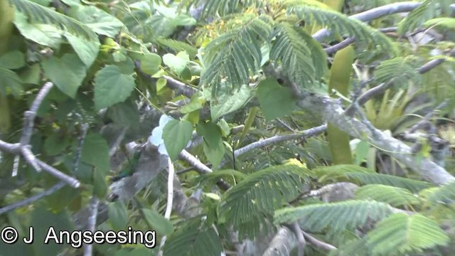 Green-throated Carib - ML200857381