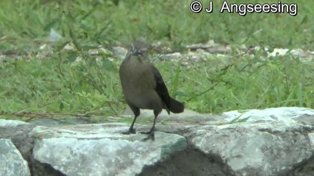 Carib Grackle - ML200857401