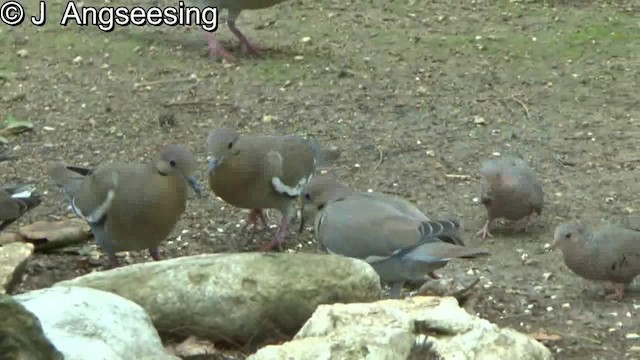 White-winged Dove - ML200857421