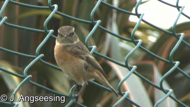 European Stonechat - ML200857441