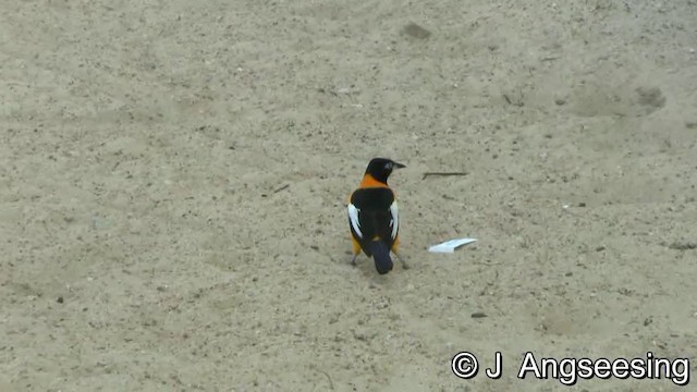 Venezuelan Troupial - ML200857481