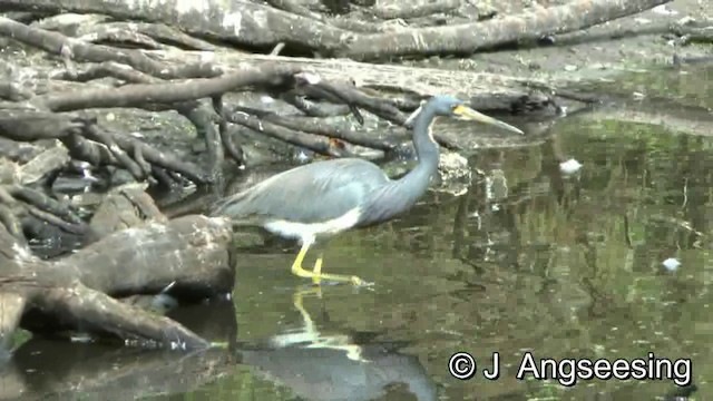 Tricolored Heron - ML200857511