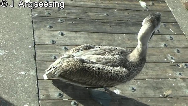 pelikán hnědý (ssp. carolinensis) - ML200857521