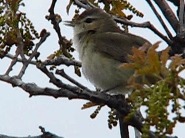 Warbling Vireo - ML200857561