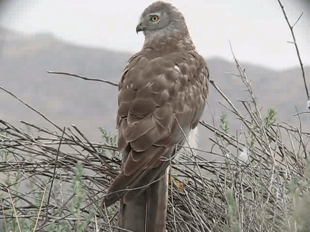 Hudsonweihe - ML200857601