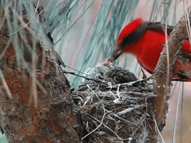 Vermilion Flycatcher (Northern) - ML200857681