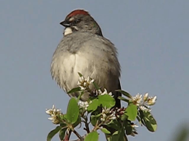 Green-tailed Towhee - ML200857841