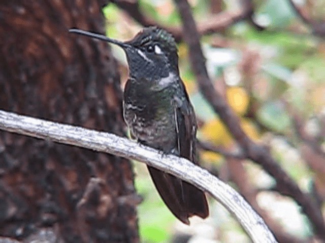 Rivoli's Hummingbird - ML200857881