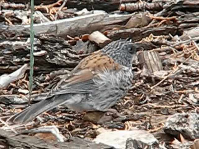 Yellow-eyed Junco - ML200857901