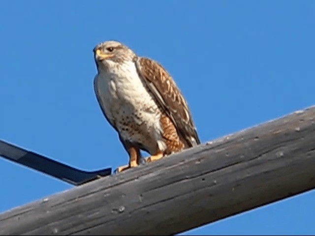 Ferruginous Hawk - ML200857941