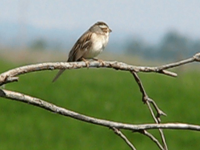 Clay-colored Sparrow - ML200857961