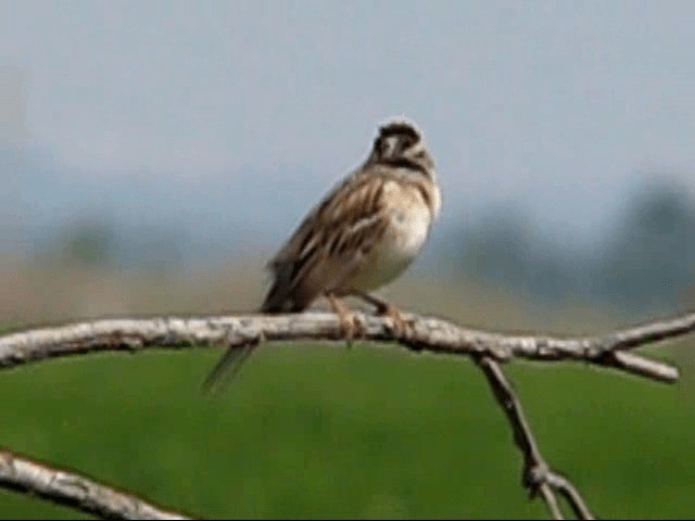 Clay-colored Sparrow - ML200857971