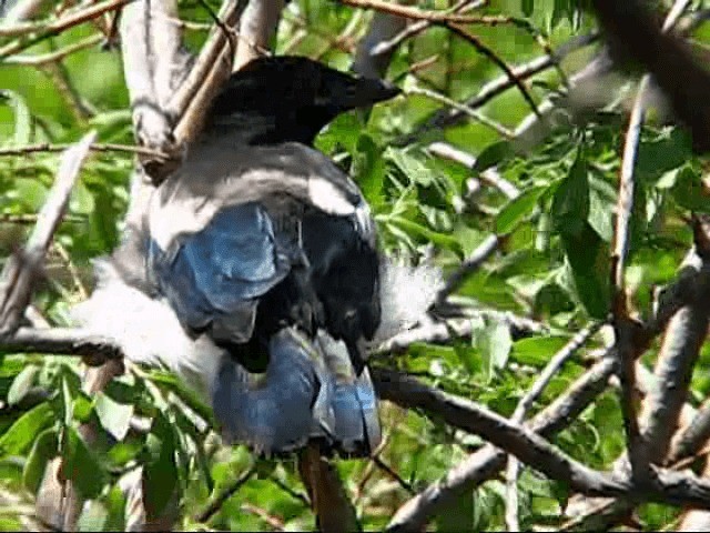 Black-billed Magpie - ML200857981