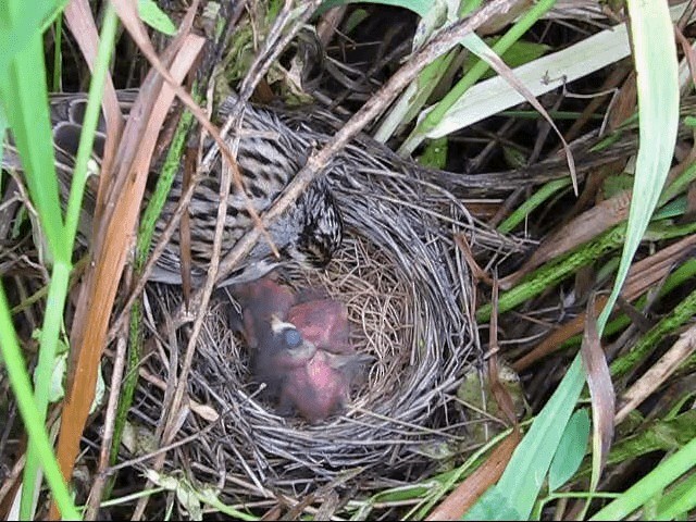 Clay-colored Sparrow - ML200858021