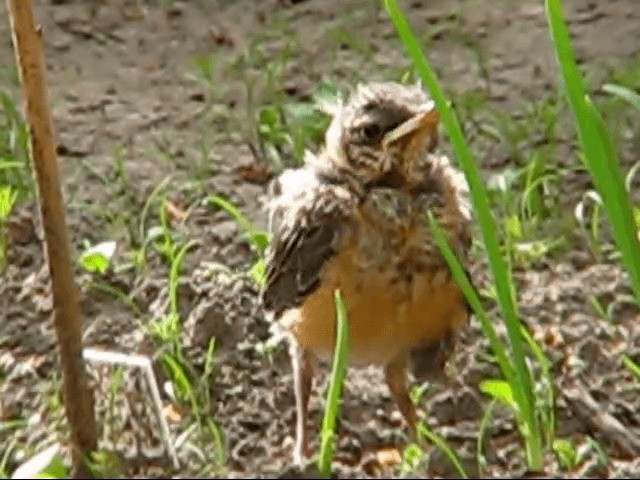 American Robin - ML200858031