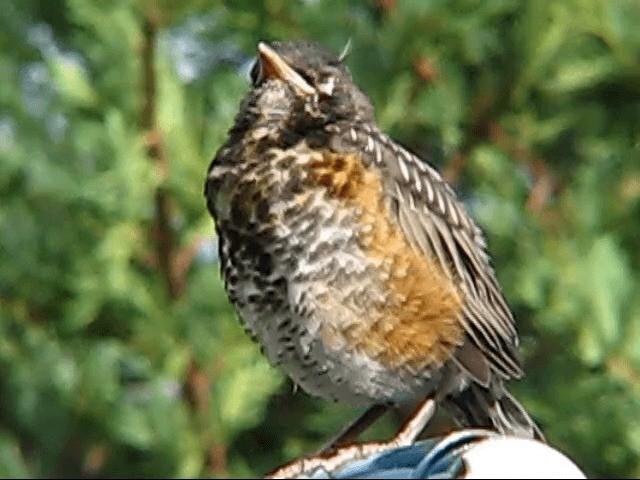 American Robin - ML200858041