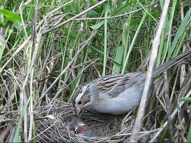 Clay-colored Sparrow - ML200858051