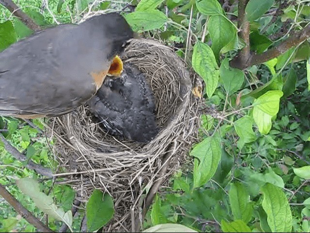 American Robin - ML200858071