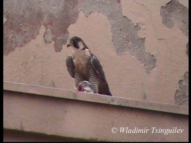 Peregrine Falcon (Tundra) - ML200858081