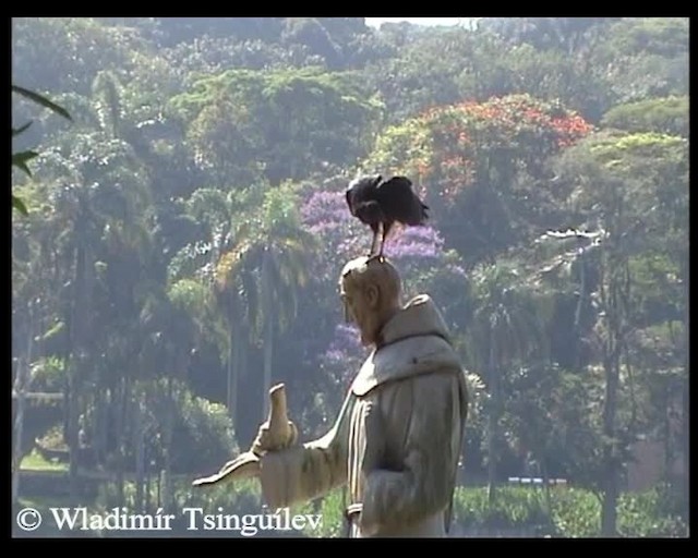 Black Vulture - ML200858101