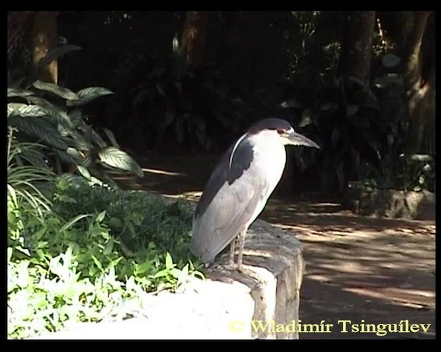 Black-crowned Night Heron (American) - ML200858111