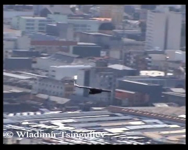 Black Vulture - ML200858121