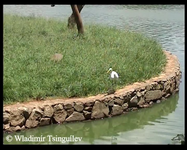 Great Egret (American) - ML200858141