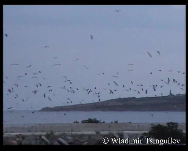 Yellow-legged Gull (michahellis) - ML200858151
