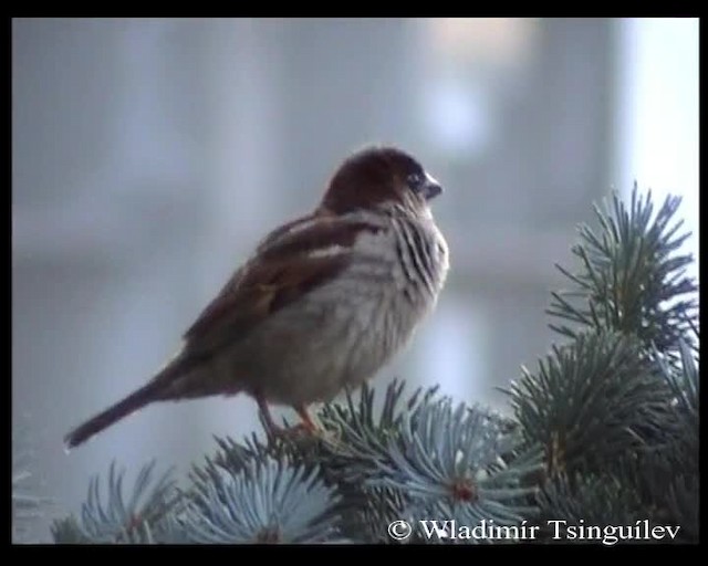House Sparrow - ML200858161