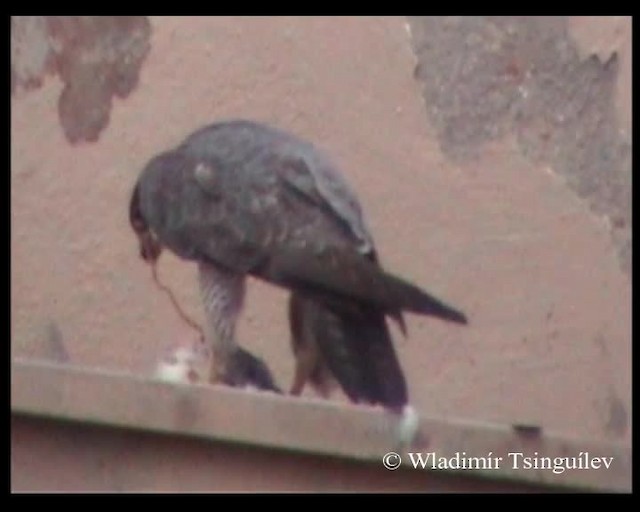 Peregrine Falcon (Tundra) - ML200858171