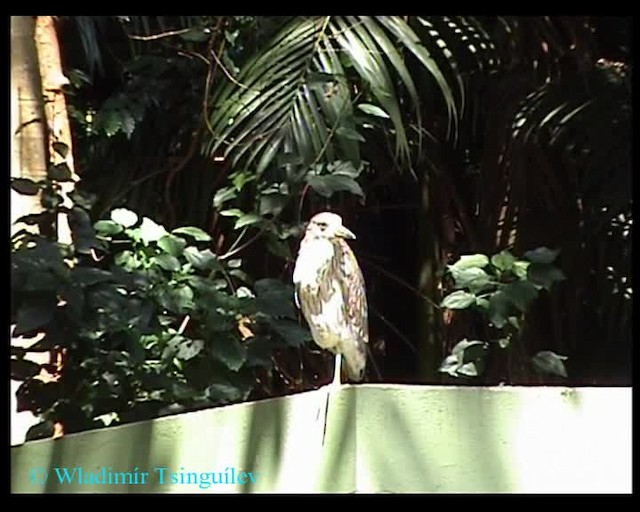 Black-crowned Night Heron (American) - ML200858181
