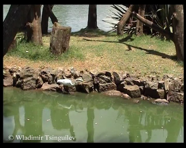 Great Egret (American) - ML200858191