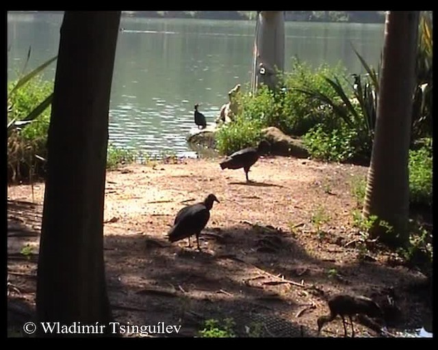 Black Vulture - ML200858201