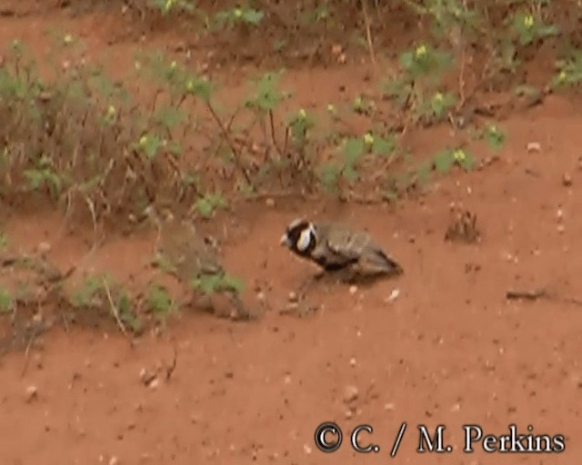 Chestnut-headed Sparrow-Lark - ML200858231