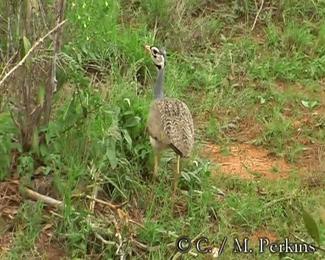 White-bellied Bustard (White-bellied) - ML200858241