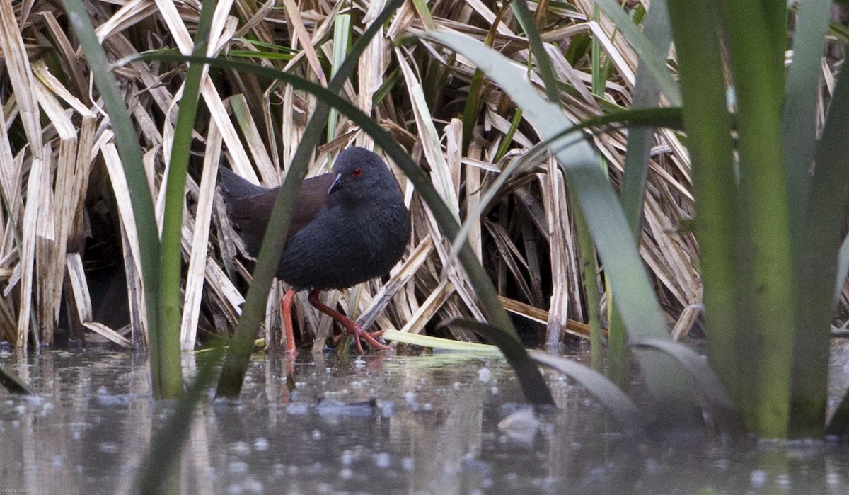 Spotless Crake - ML20085851