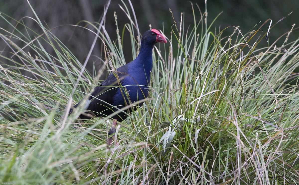 Australasian Swamphen - ML20085861