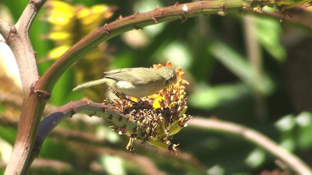 Canary Islands Chiffchaff - ML200858671