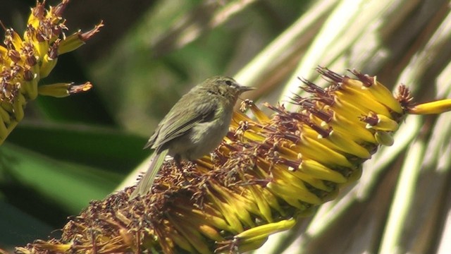 Mosquitero Canario - ML200858691