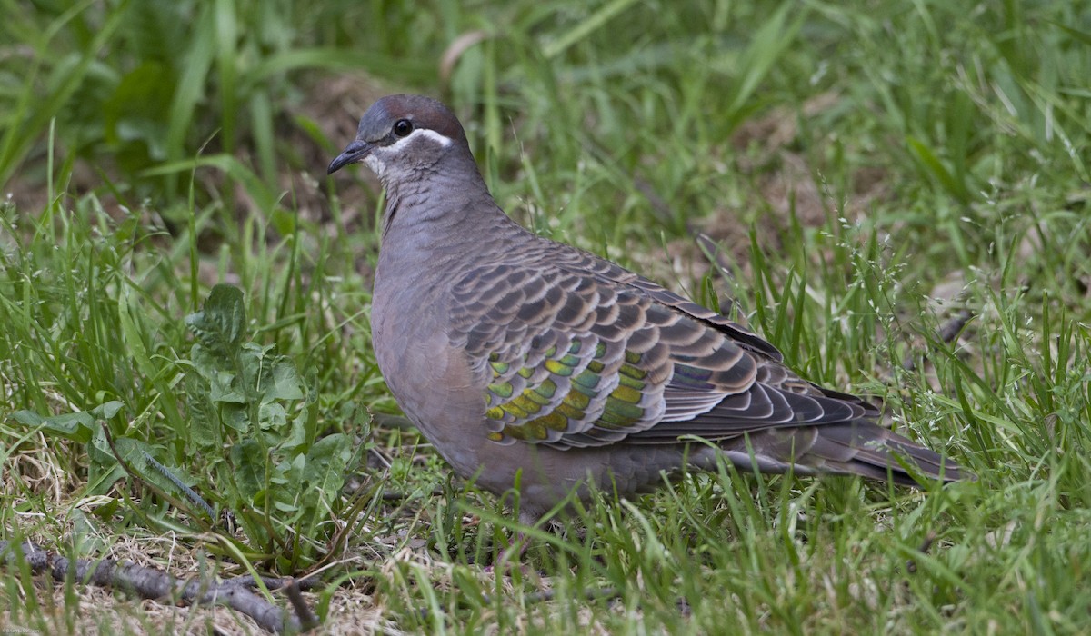 Common Bronzewing - ML20085871