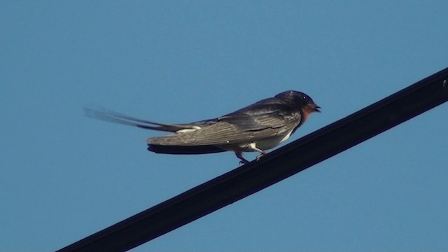 Barn Swallow - ML200858761