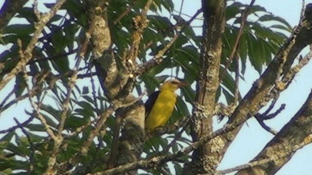 Eurasian Golden Oriole - ML200858801