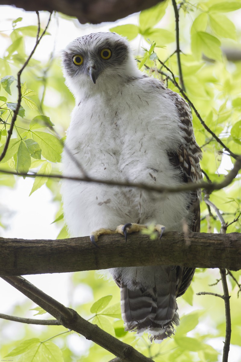 Powerful Owl - ML20085881