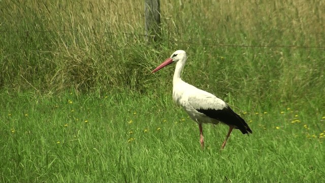 White Stork - ML200858811